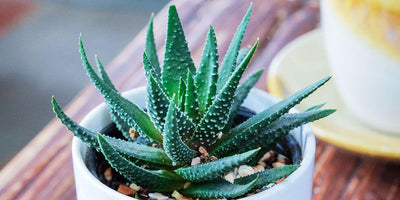 The Many Benefits of Aloe Vera for Your Hair